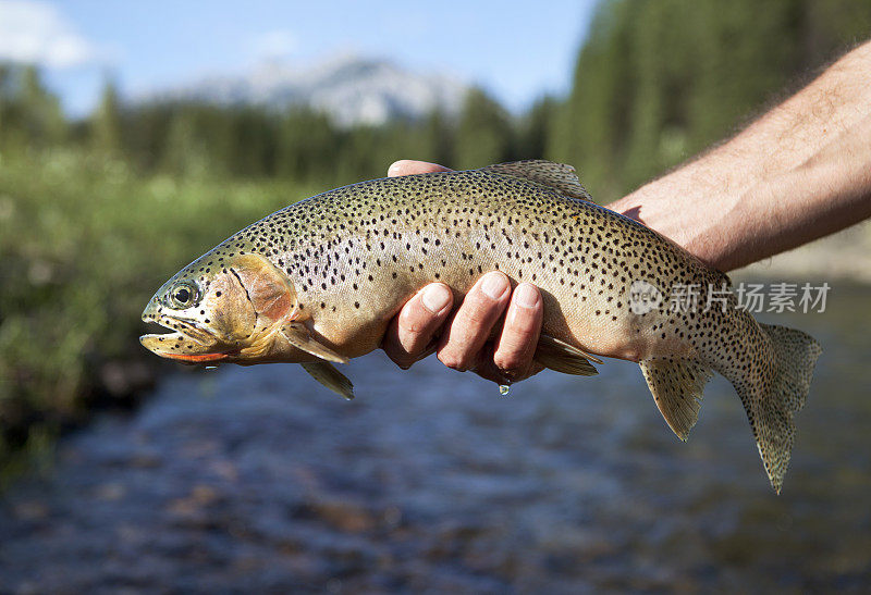 以河流和山脉为背景的Cutthroat Trout。